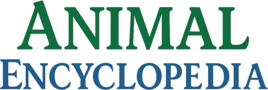Animal Encyclopedia